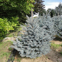 Ель колючая 'Эдит' (Picea pungens 'Edith')