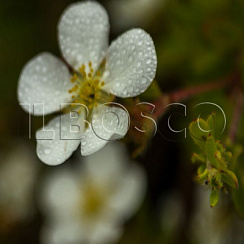 Лапчатка кустарниковая 'Абботсвуд' (Potentilla fruticosa 'Abbotswood')