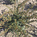 tiss-yagodnyj-zold-taxus-baccata-zold-derevce.jpg