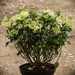 Гортензия метельчатая 'Бобо' (Hydrangea paniculata 'Bobo')