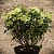 Гортензия метельчатая 'Бобо' (Hydrangea paniculata 'Bobo')