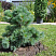sosna-vejmutova-radiata-pinus-strobus-radiata-hvoya-golubovato-zelenogo-cveta-scaled
