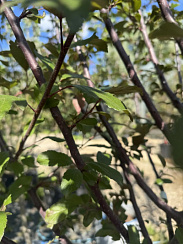 Яблоня декоративная 'Директор Мурланд' (Malus hybride 'Director Moerland')