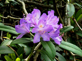 Рододендрон понтийский (Rhododendron ponticum)