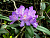 Рододендрон понтийский (Rhododendron ponticum)