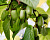 Актинидия коломикта 'Сентябрьская' (Actinidia kolomikta 'Сентябрьская')