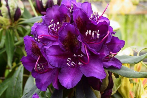 Rhododendron-rododendron-rozanecznik-Marcel-Menard