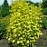 barbaris-tunberga-mariya-berberis-thunbergii-maria-massiv.jpg