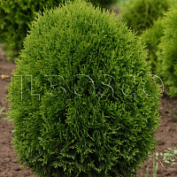 Туя западная 'Литл Гиант' (Thuja occidentalis 'Little Giant' )