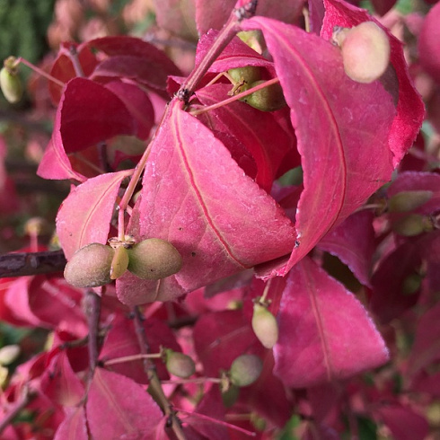 beresklet-krylatyj-kompaktus-euonymus-alatus-compactus-plody.jpg
