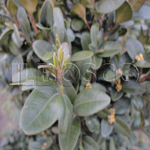samshit-vechnozelyonyj-buxus-sempervirens-list.jpg
