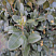 samshit-vechnozelyonyj-buxus-sempervirens-list.jpg