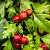Боярышник однопестичный (Crataegus monogyna)