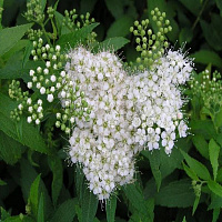 Спирея японская 'Альбифлора' (Spiraea japonica 'Albiflora')