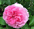 Роза 'Мэри Роуз' (Rose 'Mary Rose')