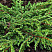 Можжевельник обыкновенный 'Repanda' (Juniperus communis 'Repanda')