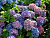 Гортензия крупнолистная 'Букет Роуз' (Hydrangea macrophylla 'Bouquet Rose')