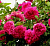Роза 'Лагуна' (Rose 'Laguna')
