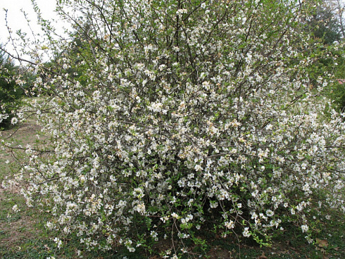 ajva-yaponskaya-henomeles-nivalis-chaenomeles-speciosa-nivalis-krona.jpg