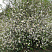 ajva-yaponskaya-henomeles-nivalis-chaenomeles-speciosa-nivalis-krona.jpg