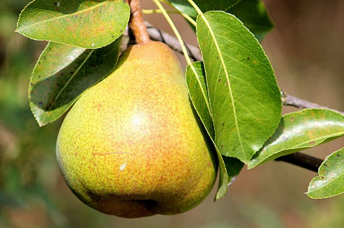 grusha-obyknovennaya-kafedralnaya-pyrus-communis-myakot-belogo-cveta-kislo-sladkaya