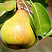 grusha-obyknovennaya-kafedralnaya-pyrus-communis-myakot-belogo-cveta-kislo-sladkaya