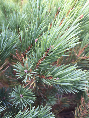 sosna-obyknovennaya-vatereri-pinus-sylvestris-watereri-vetv