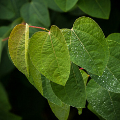 Багрянник японский (Cercidiphyllum japonicum)