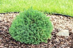 Ель обыкновенная 'Томпа' (Picea abies 'Tompa')