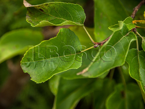 yablonya-domashnyaya-mantet-malus-domestica-list.jpg