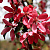 Яблоня декоративная 'Мокум' (Malus "Mokum")