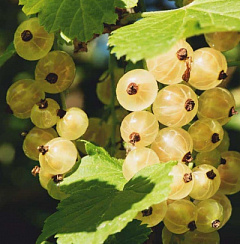 Смородина белая 'Белая фея' (Ribes rubrum 'Белая фея')