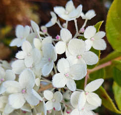 Гортензия метельчатая в сортах (Hydrangea paniculata)