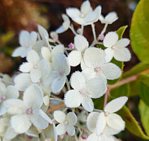 Гортензия метельчатая в сортах (Hydrangea paniculata)