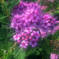 Спирея японская 'Литл Принцесс' (Spiraea japonica 'Little Princess')