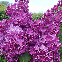 Сирень обыкновенная 'Знамя Ленина' (Syringa vulgaris 'Znamya Lenina')