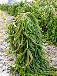 Ель обыкновенная 'Випинг Норвэй' (Picea abies 'Weeping Norway')