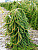 Ель обыкновенная 'Випинг Норвэй' (Picea abies 'Weeping Norway')