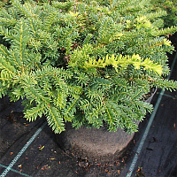 Тисс остроконечный 'Нана' (Taxus cuspidata 'Nana')