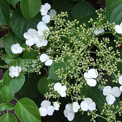 Гортензия черешковая 'Петиоларис' (Hydrangea anomale 'Petiolaris')