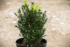 Самшит вечнозелёный (Buxus semipervirens)