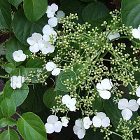 Гортензия черешковая 'Петиоларис' (Hydrangea anomale 'Petiolaris')