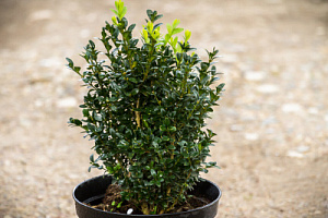Самшит вечнозелёный (Buxus semipervirens)