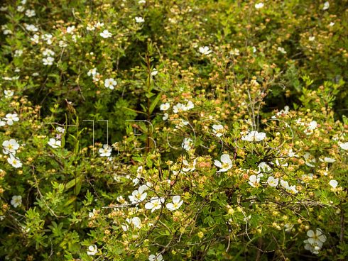 lapchatka-kustarnikovaya-abbotsvud-potentilla-fruticosa-abbotswood-kust.jpg