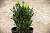 Самшит вечнозелёный (Buxus semipervirens)