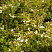 lapchatka-kustarnikovaya-abbotsvud-potentilla-fruticosa-abbotswood-kust.jpg