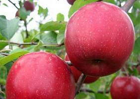 Яблоня домашняя 'Вишневое' (Malus domestica 'Вишневое')