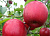 Яблоня домашняя 'Вишневое' (Malus domestica 'Вишневое')