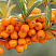 Облепиха 'Августина' (Hippophae rhamnoides 'Августина')
