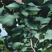 Липа желтеющая 'Гленлевен' (Tilia flavescens 'Glenleven')